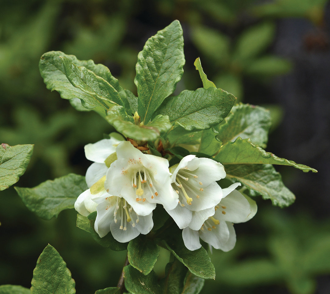 White rhododendrons are common at sub-alpine elevations in the Olympic and Cascade mountains.